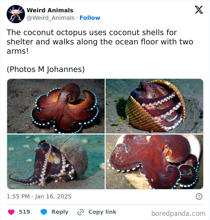 A sequence of images showing a coconut octopus, a truly fantastical animal, using coconut shells for shelter.