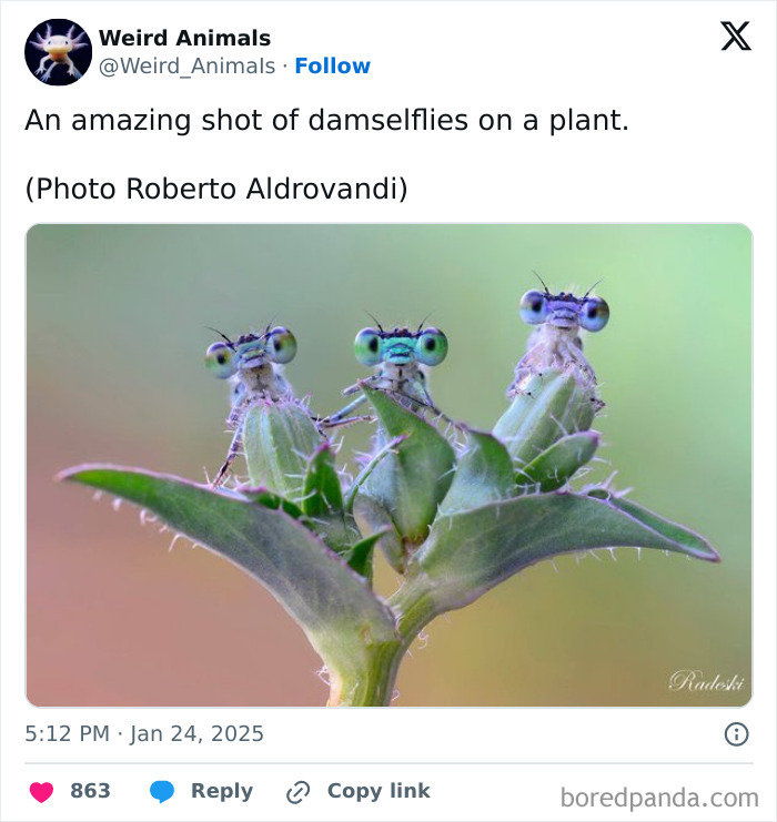 Three green damselflies, magnificent fantastical animals, perched on a plant stem, showcasing their large eyes.