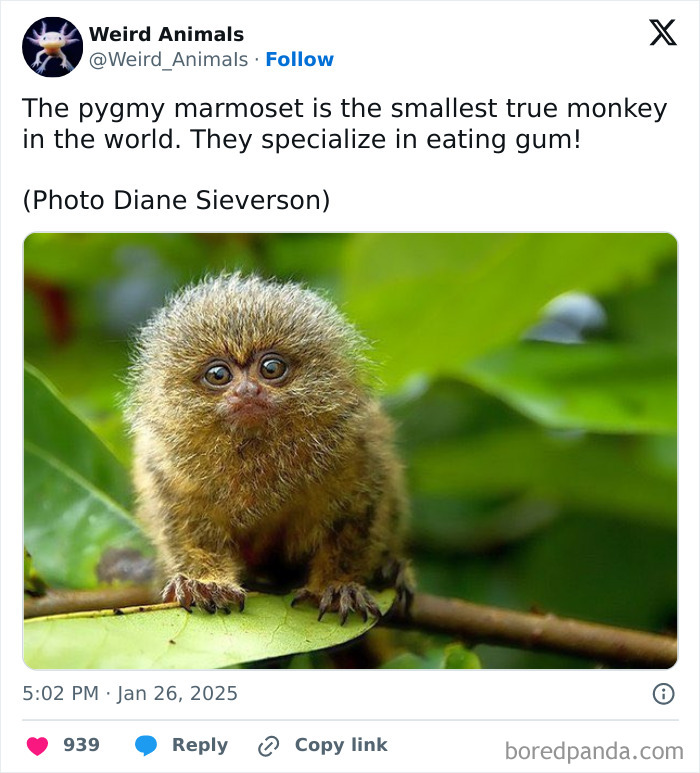 A tiny pygmy marmoset, one of the fantastical animals, sitting on a leaf, with large eyes looking forward.