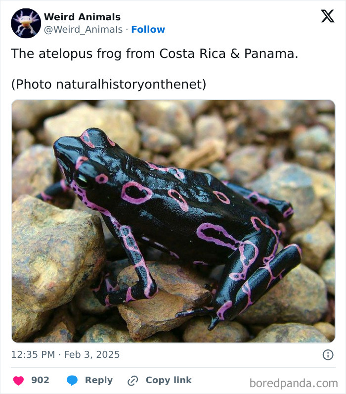 An atelopus frog, a fantastical animal, black with vibrant pink patterns, showcasing its unusual existence.