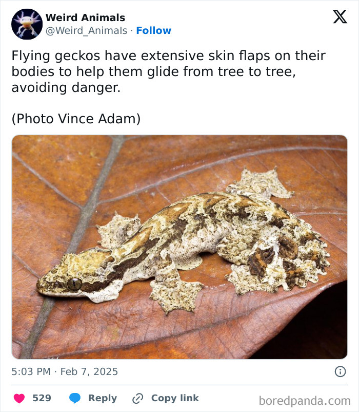 A flying gecko, a fantastical animal, with extensive skin flaps camouflaged on a leaf, illustrating its unique existence.