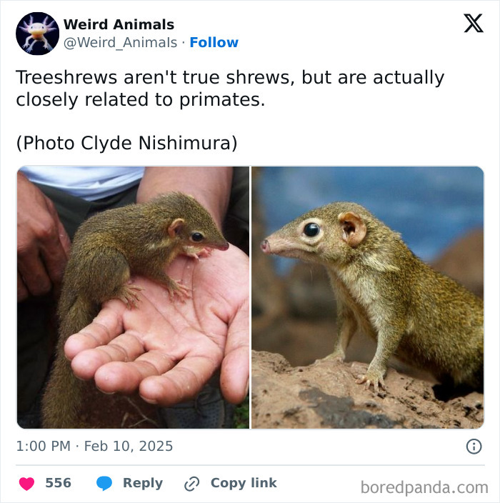 A treeshrew closely related to primates, a fascinating example of fantastical animals.