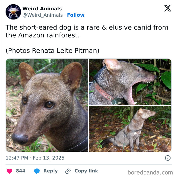 The short-eared dog, a rare and elusive canid from the Amazon rainforest, a fantastical animal.