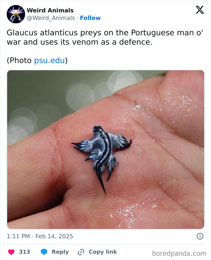 Glaucus atlanticus, a small sea slug, preys on Portuguese man o' war, one of many fantastical animals.