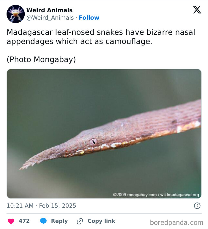 Madagascar leaf-nosed snake with bizarre nasal appendages for camouflage, a fascinating fantastical animal.