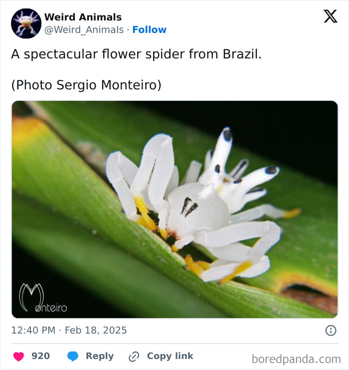A spectacular flower spider from Brazil, one of many fantastical animals that exist.