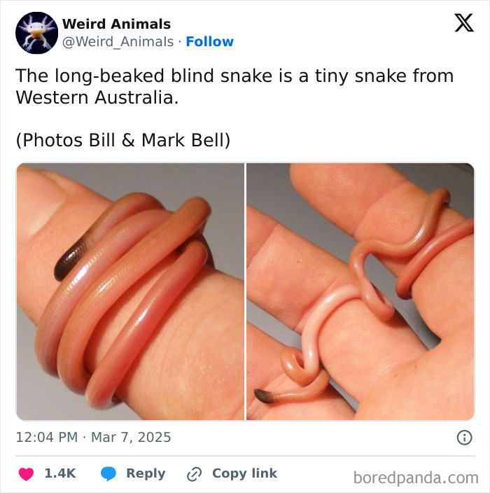 A long-beaked blind snake, a fantastical animal, coiled around a finger, emphasizing its tiny and unique existence.
