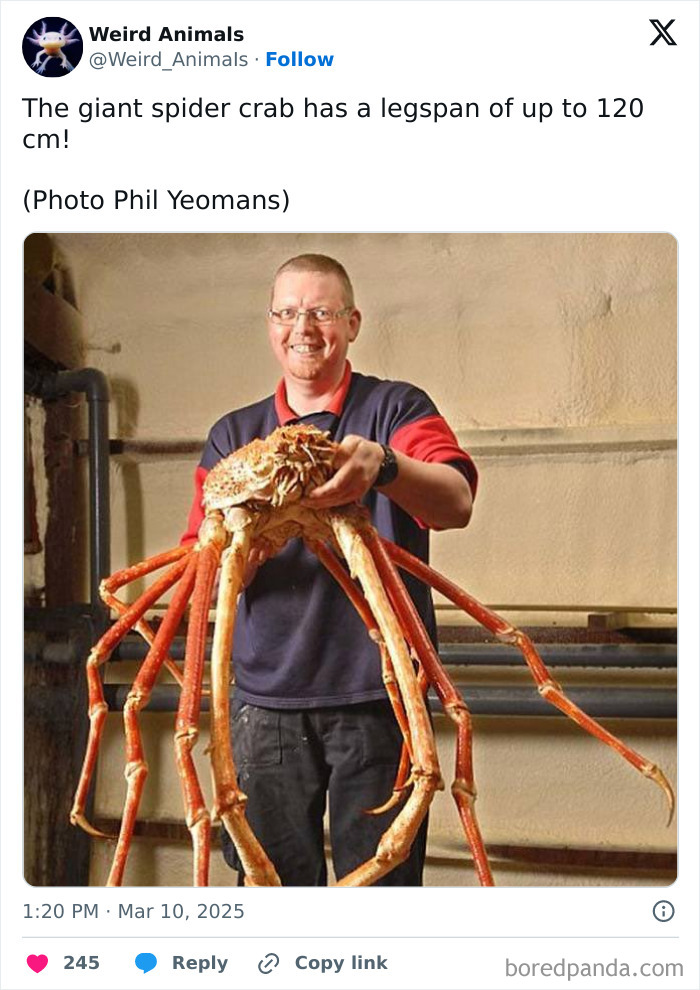 A man holding a giant spider crab, a fantastical animal, with impressively long legs, highlighting its remarkable existence.