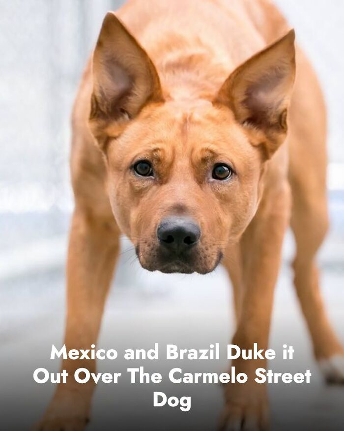 A beautiful brown dog, an animal whose life changed, looking directly at the camera after receiving help.