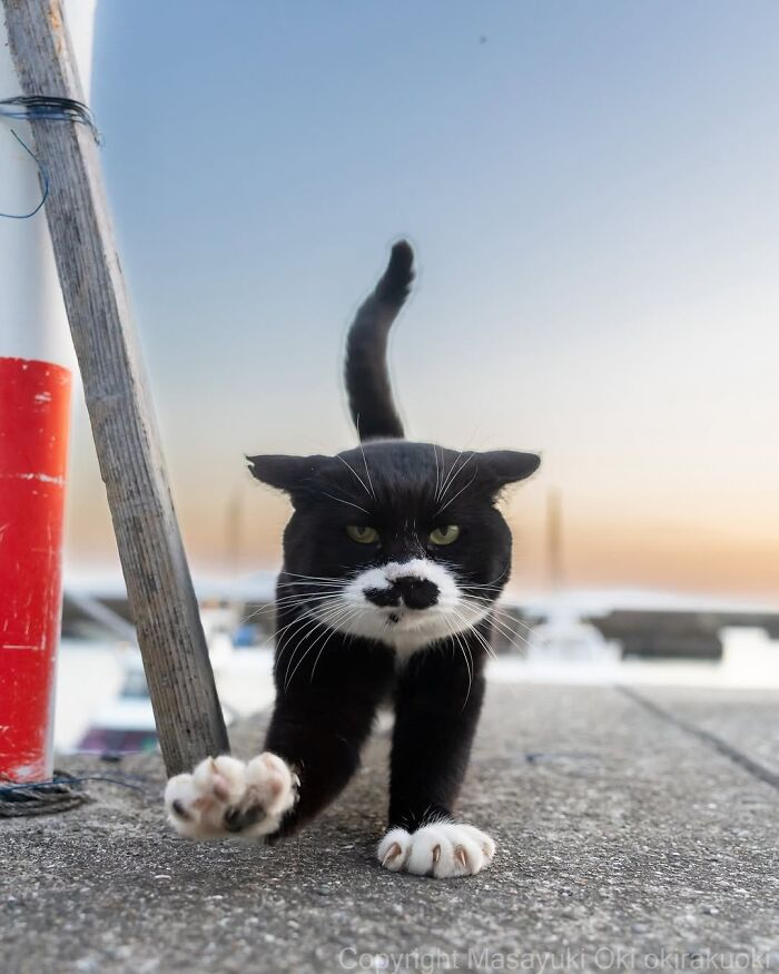 A black and white cat with a distinctive mustache walks toward the camera; interesting street photos of animals.