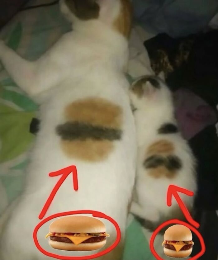 Relatable memes showing a mother cat and kitten with burger-like fur patterns, boosting morale with humor.