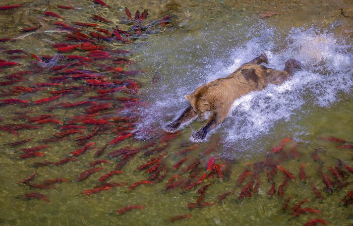 Remarkable color photo of a bear diving into a river filled with red fish.