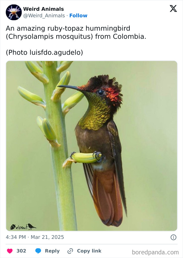 A ruby-topaz hummingbird, a fantastical animal, perched on a green stalk, displaying its beautiful, unique existence.