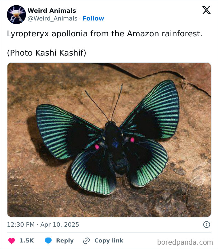 A Lyropteryx Apollonia butterfly, a fantastical animal, with vibrant green and black striped wings, rests on a textured surface.