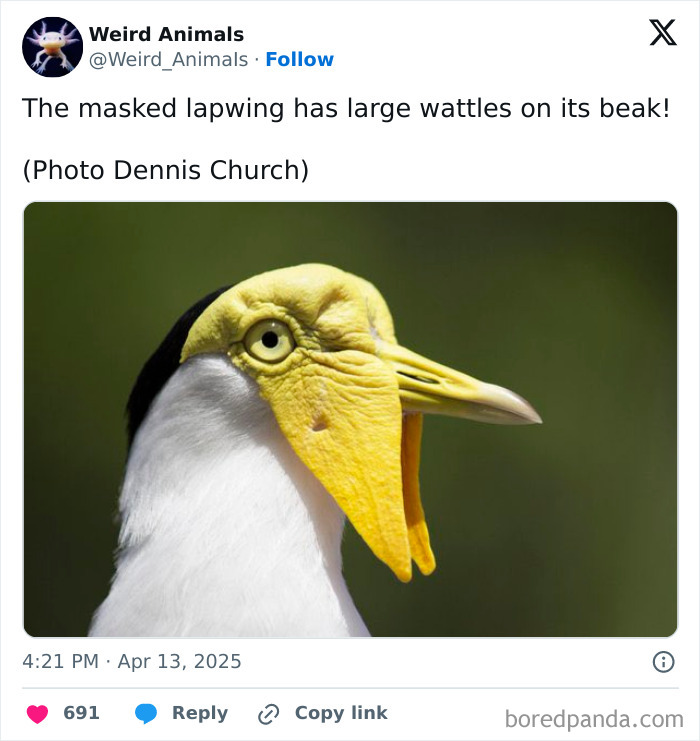 A masked lapwing, a fantastical animal, with bright yellow wattles on its beak, against a blurred green background.