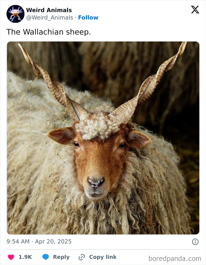 A Wallachian sheep, a fantastical animal, with long, spiraling horns and thick, curly wool looks forward.
