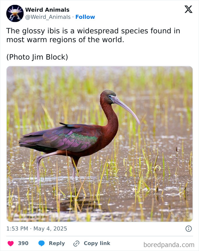 A glossy ibis, a fantastical animal, with iridescent feathers wades in shallow water amidst green reeds.