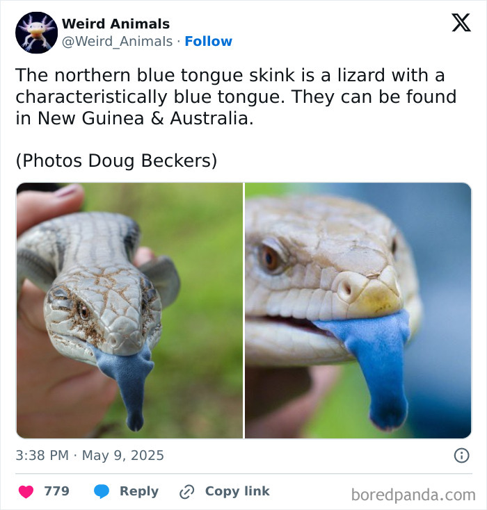 Two images of a northern blue tongue skink, a lizard with a striking blue tongue, highlighting this fantastical animal.