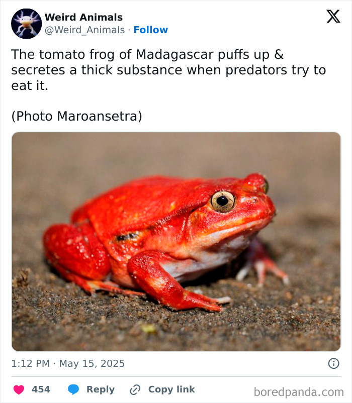 A bright red tomato frog, a fantastical animal, sitting on sandy ground, showcasing its unique appearance.