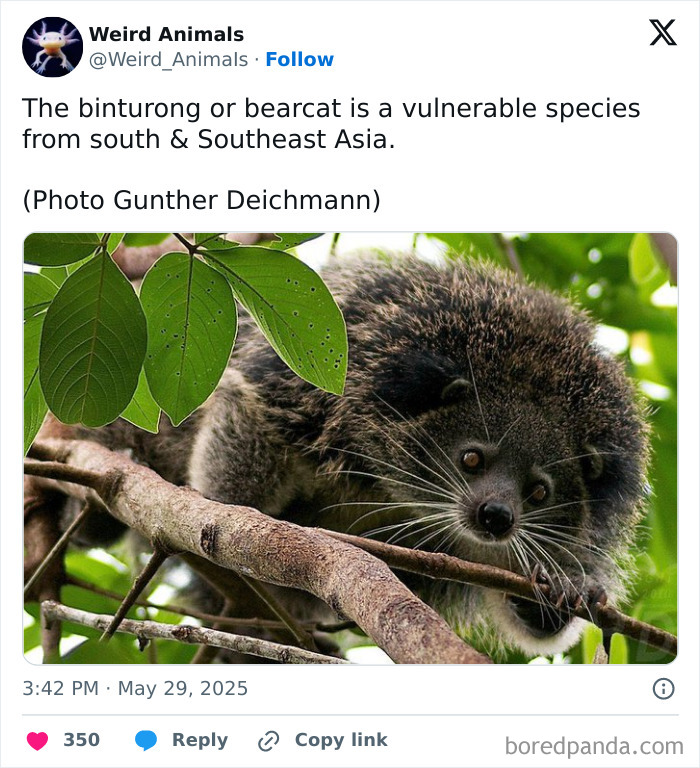 A binturong or bearcat, a furry dark animal, clinging to a tree branch, representing one of the fantastical animals.