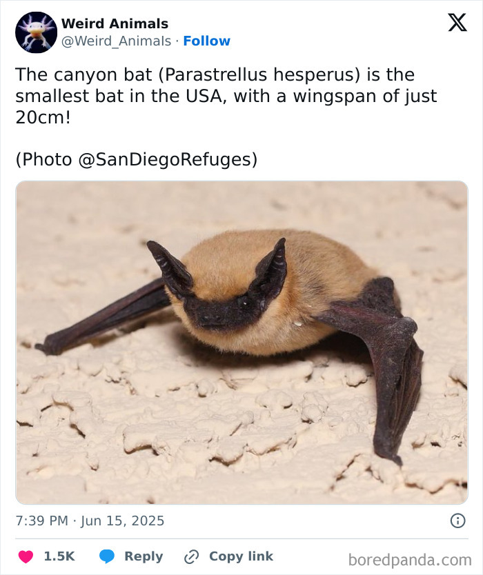 The canyon bat, a small brown bat, perched on a textured wall, showcasing one of the many fantastical animals.