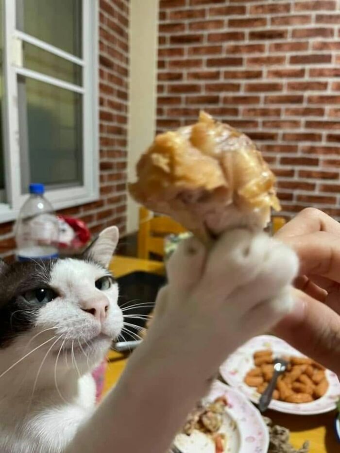 A black and white cat reaching for a piece of chicken held by a human, a hilarious cat moment.