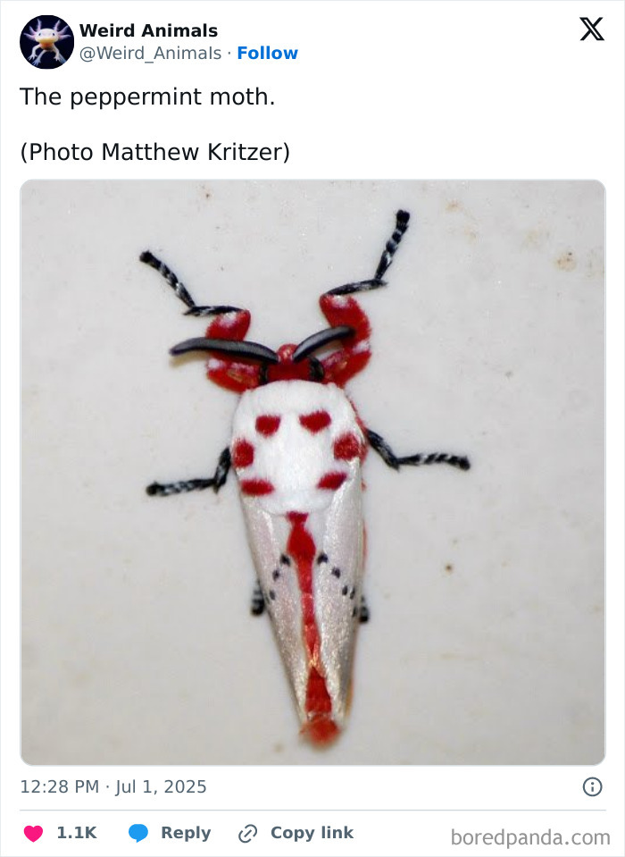 A close-up of a vibrant peppermint moth, a fantastical animal with striking red and white patterns, on a light surface.