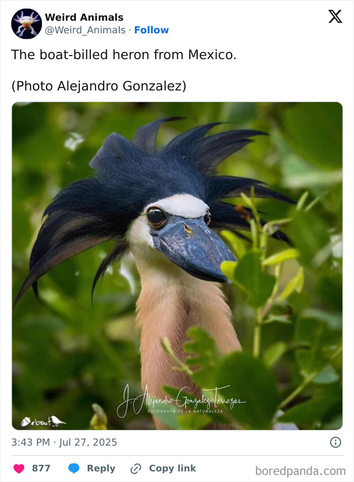 A boat-billed heron from Mexico, an example of the fantastical animals you probably wont believe exist.