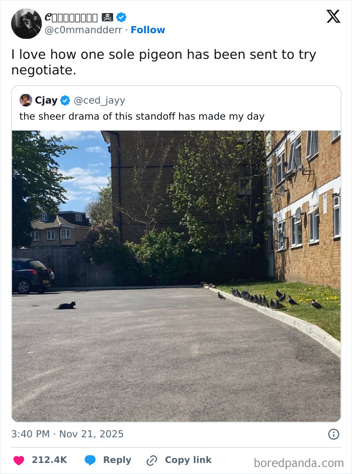 Funny comments on a standoff between a black cat and a line of pigeons in an empty lot.