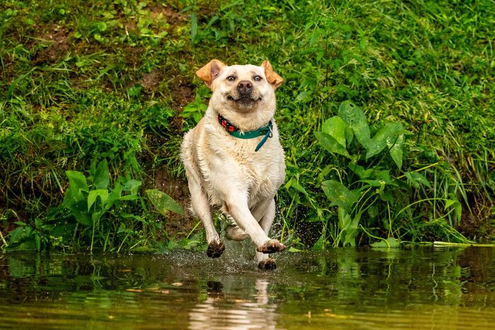 A happy yellow labrador dog jumps out of water, splashing, in a funny and ridiculous animal photo.