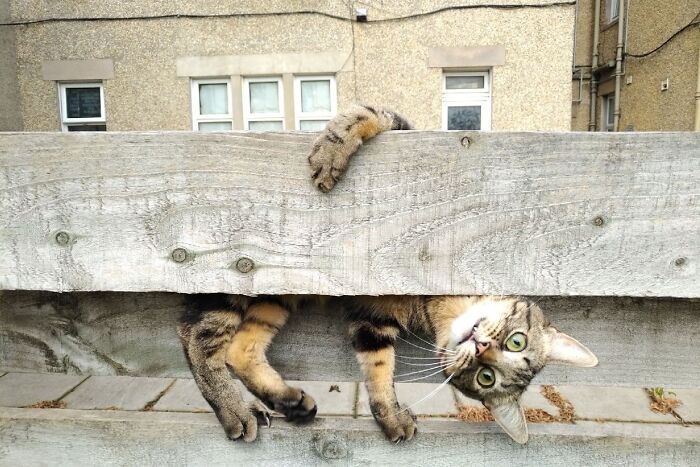 A tabby cat squeezed between two wooden fence boards, one of the funniest animal photos.