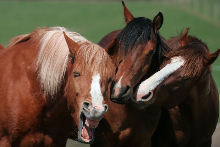 Three brown horses, one of which is yawning widely, in a funny and ridiculous animal photo showing their expressions.