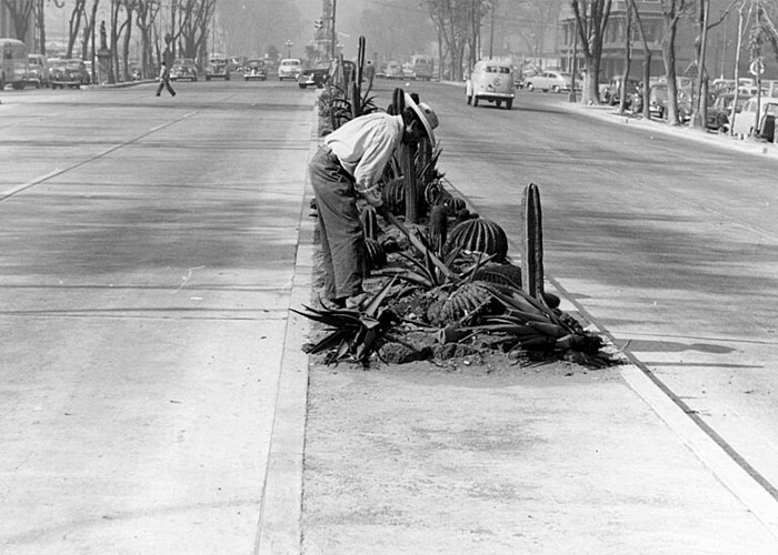 A person tending to cacti in a street median, depicting the setting of a petty street fight. A person tending to cacti in a street median, depicting the setting of a petty street fight.