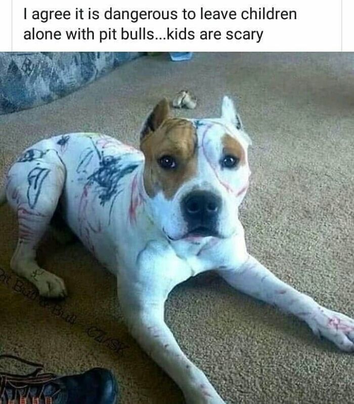 A funny dog meme showing a pit bull covered in marker drawings by children, shared by Dog Memes Galore.