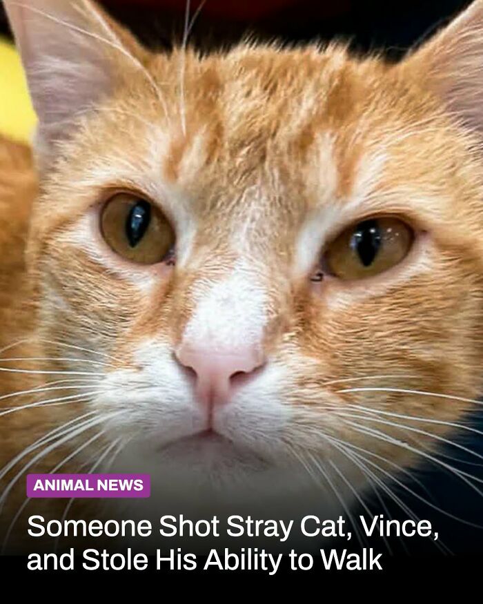 A close-up of an orange tabby cat with attentive eyes, whose life changed after someone came to help.