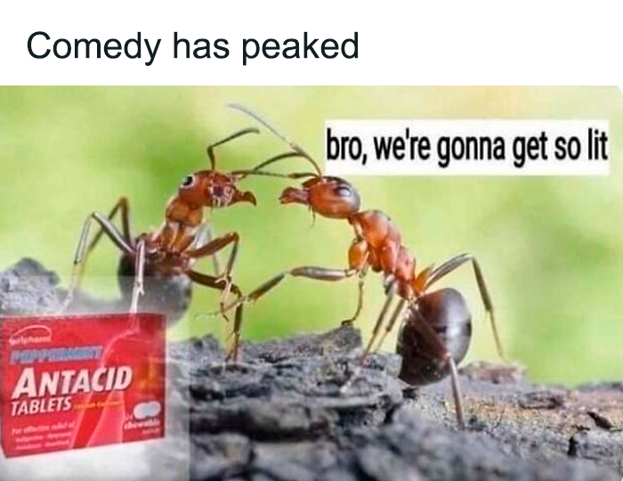 A funny meme of two ants talking about getting lit next to antacid tablets. Send to friends.