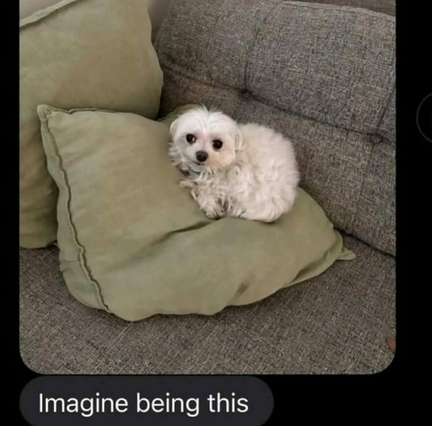 Weird-Dms