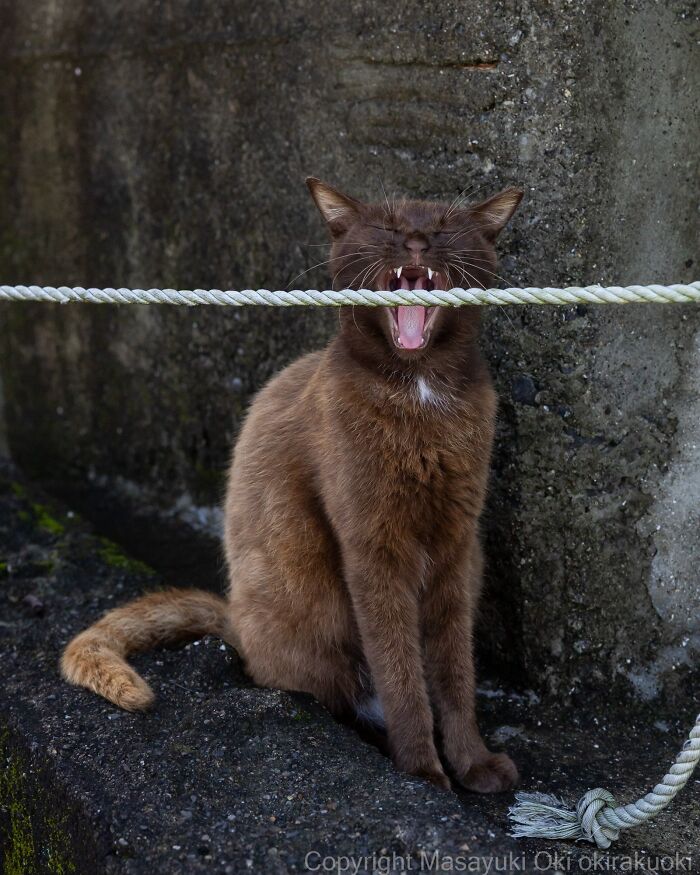 A brown street cat sits, mouth open in a wide yawn or growl, behind a rope, showing the chaos of feline life.