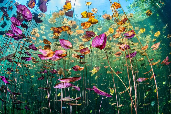 Underwater view of lily pads and aquatic plants with light filtering from above, a remarkable color photo from the reFocus Contest.