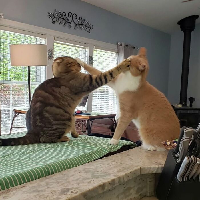 Two funny and cute cats playfully swatting at each other's faces on a kitchen counter.