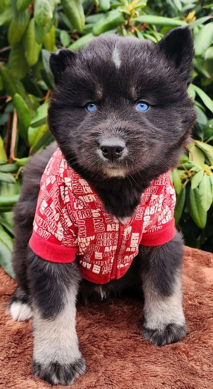 These 40 Adorable Dogs Are Exactly What You Need To Start Your Week With A Smile