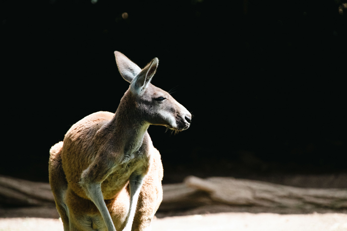 A kangaroo standing outdoors, a seemingly ordinary image yet associated with creepy and mysterious things that happened to people.