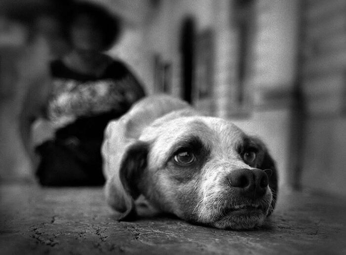 This Photographer Roams The Streets Looking For Unforgettable Dog Moments, And Here Are 50 Of His Best Finds