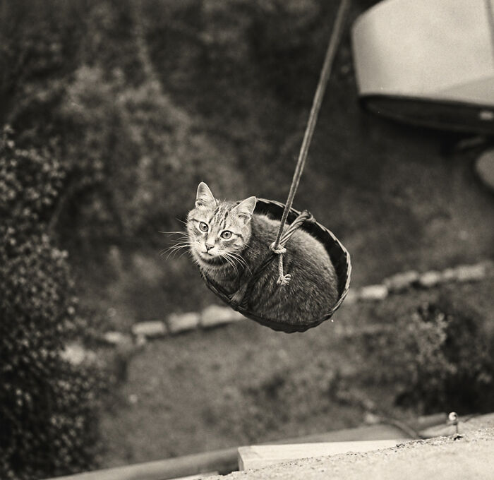 30 More Vintage Cat Photos That Prove Our Love For Cats Hasn't Changed In Over A Century