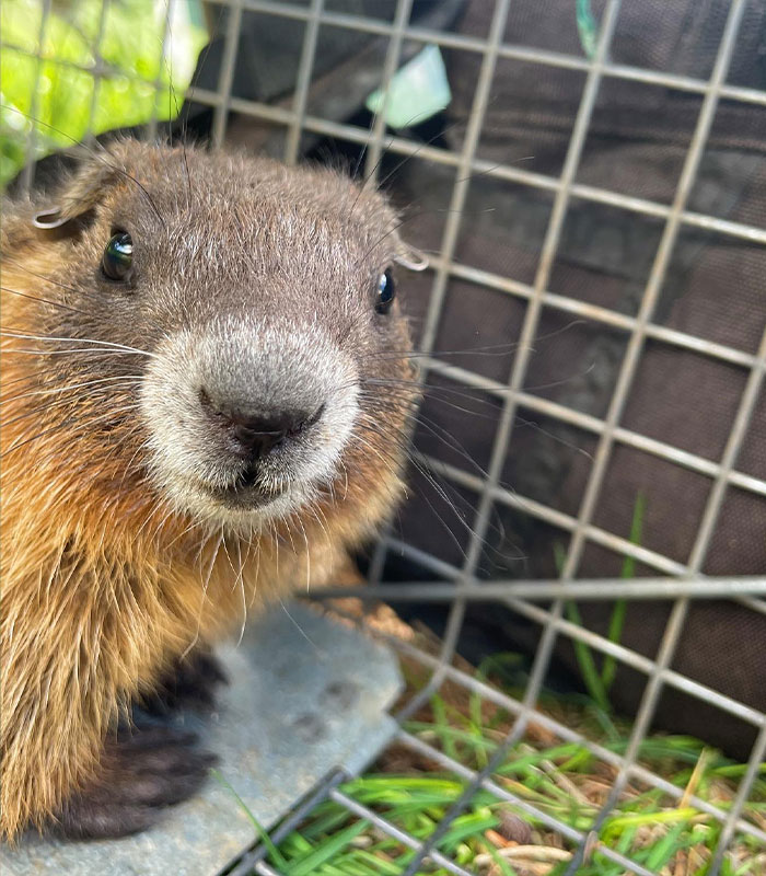 Close-up of a marmot, the subject of studies funded by a professor turning to adult content, going viral. Close-up of a marmot, the subject of studies funded by a professor turning to adult content, going viral.