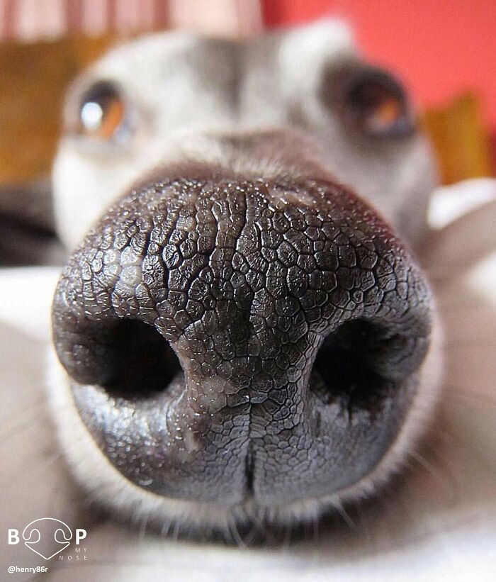 An extreme close-up of a dog's dark, deeply textured animal nose, ideal for a boop.