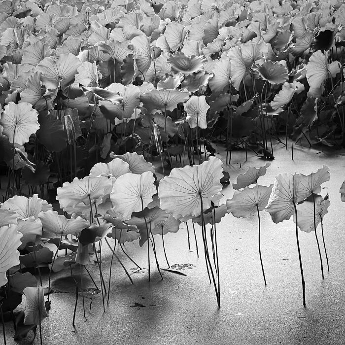 A black and white image of lily pads in water, some standing upright, an extraordinary winning photo from the iPhone Photography Awards.