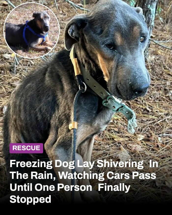A rescued animal, a dog whose life changed, is shown before and after help, highlighting animals whose lives changed.