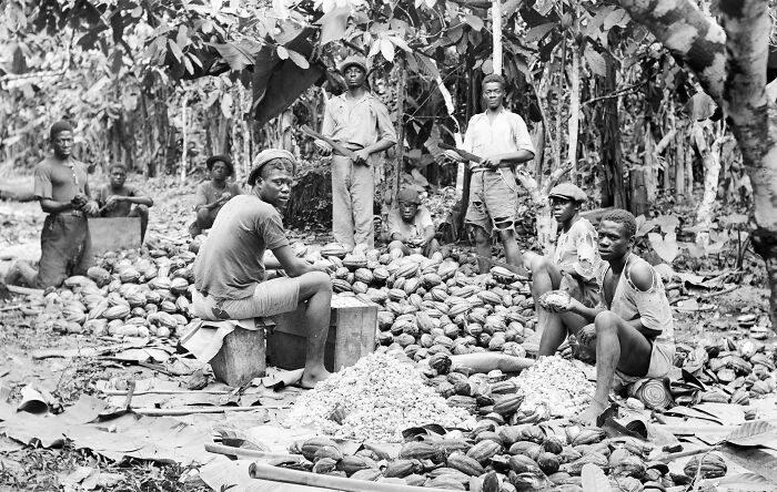 Historical image of men working with cocoa beans, reminiscent of questions kids ask that parents find stumped.