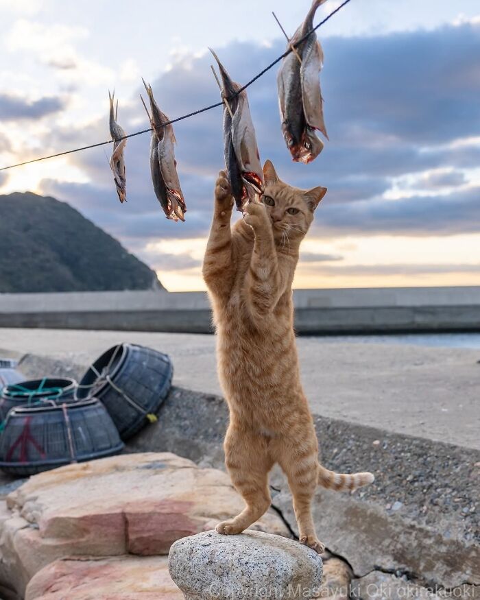An orange cat stands on hind legs, reaching for drying fish by the sea; interesting street photos of animals.
